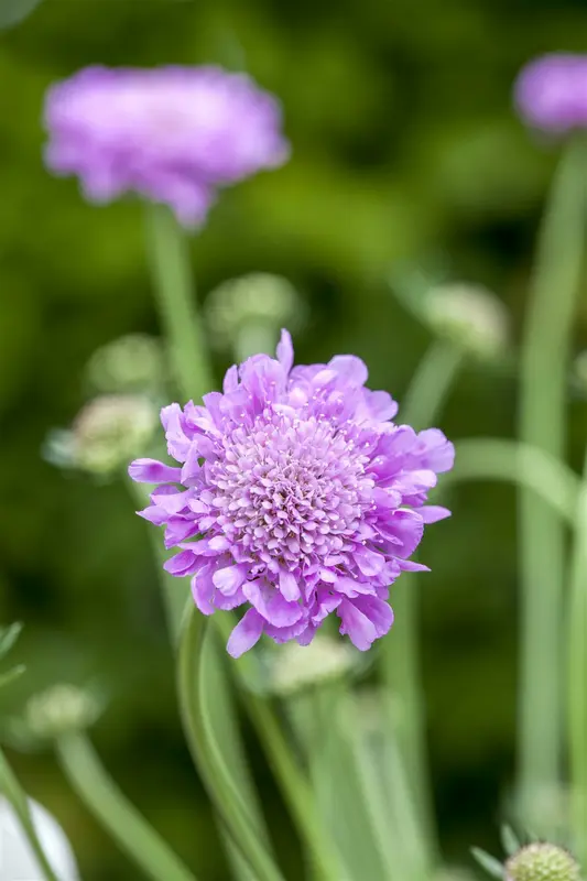 scabiosa col. 'pink mist' P11 - afbeelding 4