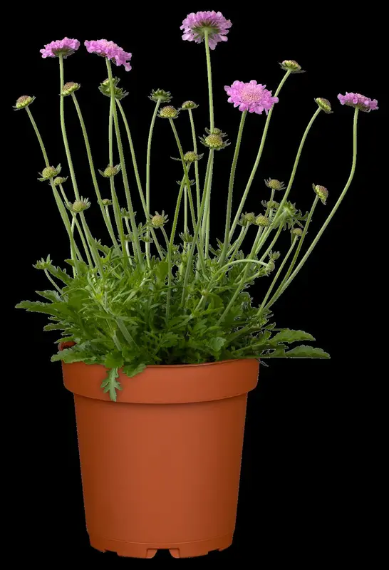 scabiosa col. 'pink mist' P11 - afbeelding 3