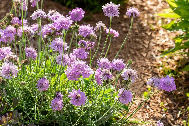 scabiosa col. 'pink mist' P11 - afbeelding 5