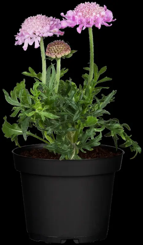 scabiosa col. 'pink mist' P11 - afbeelding 2