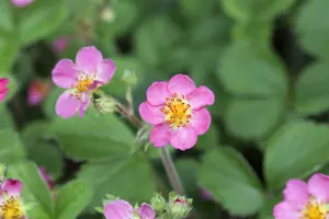 fragaria (a) 'pink panda' ('frel') P9 - afbeelding 1