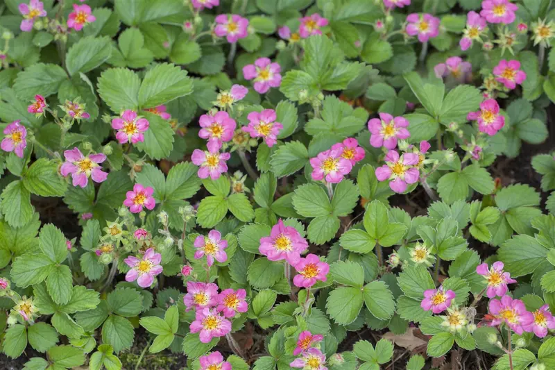 fragaria (a) 'pink panda' ('frel') P9 - afbeelding 2