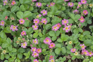 fragaria (a) 'pink panda' ('frel') P9 - afbeelding 2