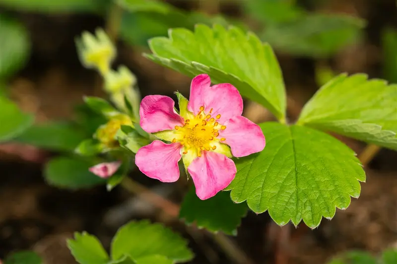 fragaria (a) 'pink panda' ('frel') P9 - afbeelding 3