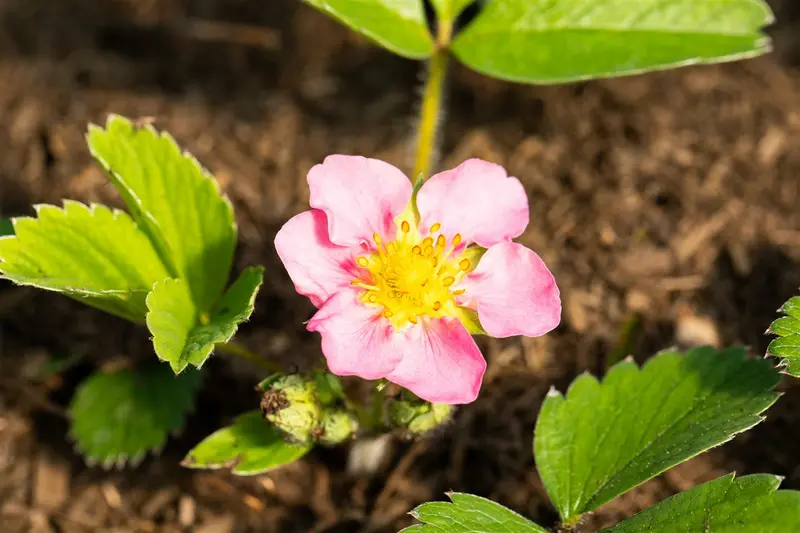 fragaria (a) 'pink panda' ('frel') P9 - afbeelding 4