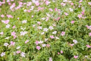 geranium sang. 'pink pouffe'® P9