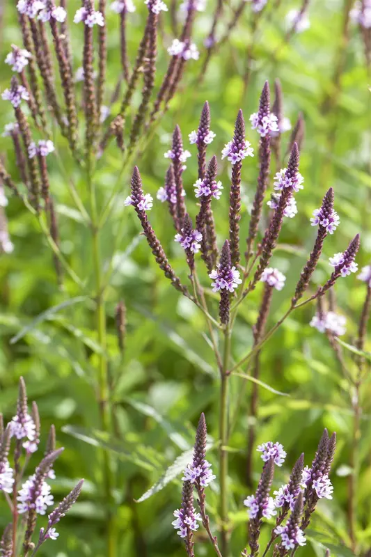 verbena hast. 'pink spires' P9 - afbeelding 1