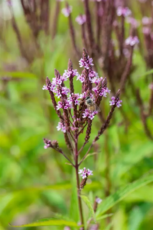 verbena hast. 'pink spires' P9 - afbeelding 2