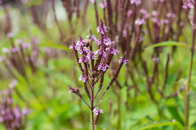 verbena hast. 'pink spires' P9 - afbeelding 3