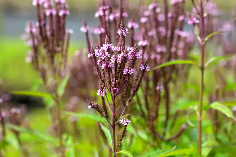 verbena hast. 'pink spires' P9 - afbeelding 4