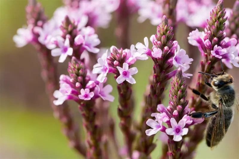 verbena hast. 'pink spires' P9 - afbeelding 5