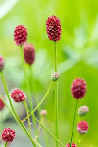 sanguisorba off. 'pink tanna' P11 - afbeelding 2