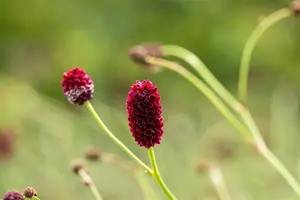 sanguisorba off. 'pink tanna' P11 - afbeelding 1