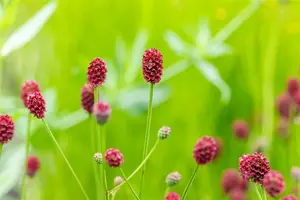 sanguisorba off. 'pink tanna' P11 - afbeelding 3