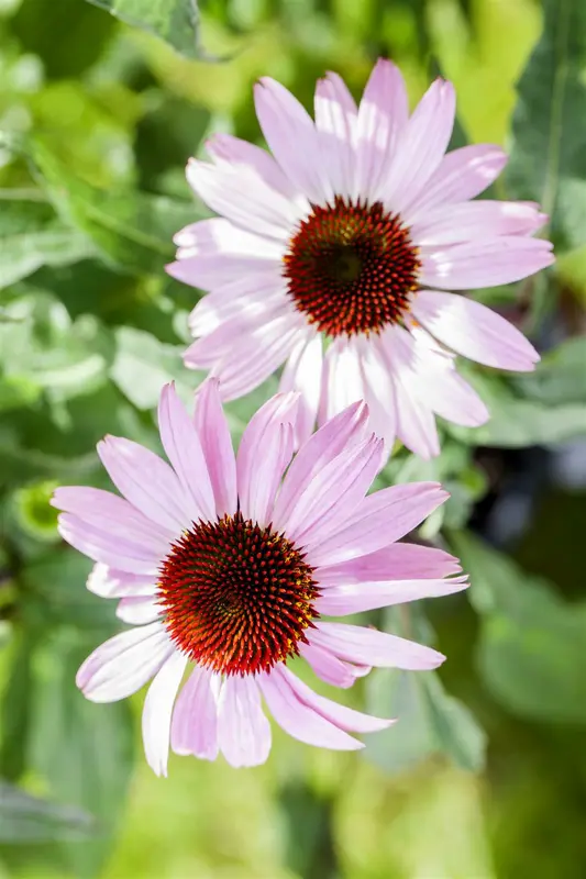 echinacea purp. 'pink tip' P9