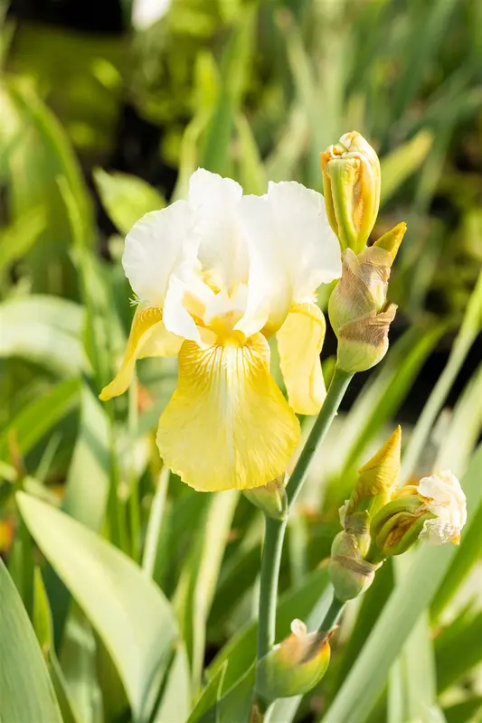 iris (germ.) 'pinnacle' p9 - afbeelding 1