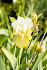 iris (germ.) 'pinnacle' p9 - afbeelding 1