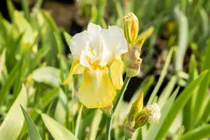 iris (germ.) 'pinnacle' p9 - afbeelding 2