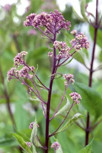 rodgersia pinnata P11 - afbeelding 1