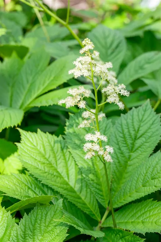 rodgersia pinnata P11 - afbeelding 3