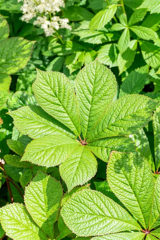 rodgersia pinnata P11 - afbeelding 5