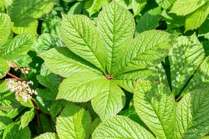 rodgersia pinnata P11 - afbeelding 4