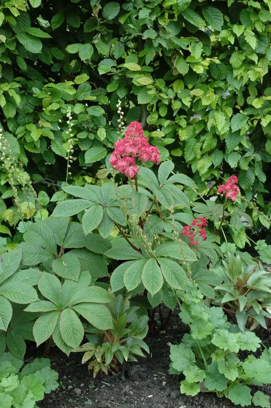 rodgersia pinnata P11 - afbeelding 2