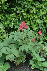 rodgersia pinnata P11 - afbeelding 2