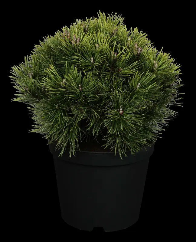 pinus mugo 'mops' (15- 20 C cm) - afbeelding 1