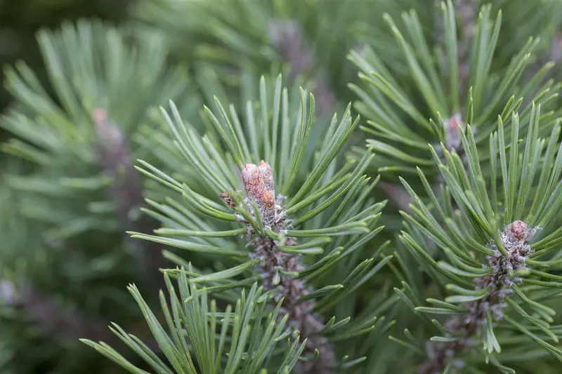 pinus mugo 'mops' (15- 20 C cm) - afbeelding 5