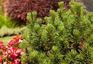 pinus mugo 'mops' (15- 20 C cm) - afbeelding 2