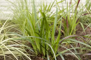 carex plantaginea P9