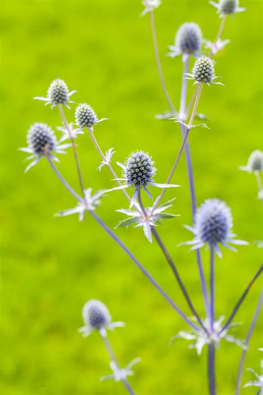 eryngium planum P11 - afbeelding 1