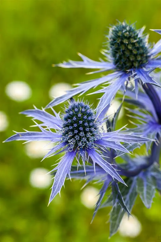 eryngium planum P11 - afbeelding 2