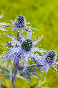 eryngium planum P11 - afbeelding 3