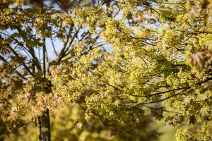 acer platanoides 6/ 8 - afbeelding 4