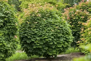 acer platanoides 6/ 8 - afbeelding 5