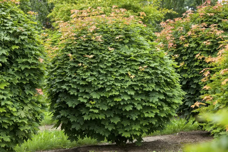 acer platanoides (60- 90cm) - afbeelding 5