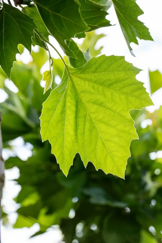 platanus hisp. 'alphen's globe' 10/12 - afbeelding 2