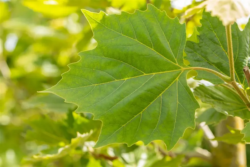 platanus hisp. 'alphen's globe' 10/12 - afbeelding 5