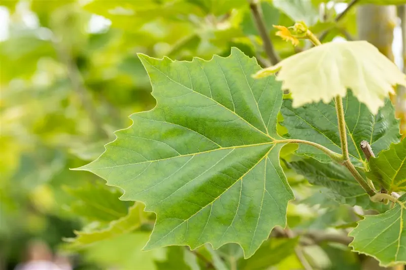 platanus hisp. 'alphen's globe' 8/10 - afbeelding 3