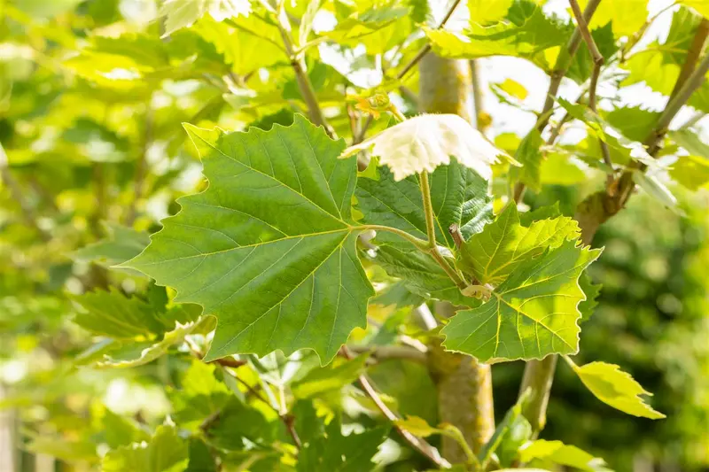 platanus hisp. 'alphen's globe' 8/10 - afbeelding 4