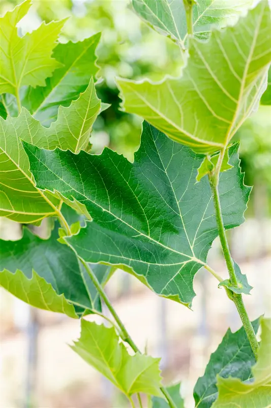 platanus hispanica (acerifolia) 10/12 - afbeelding 4