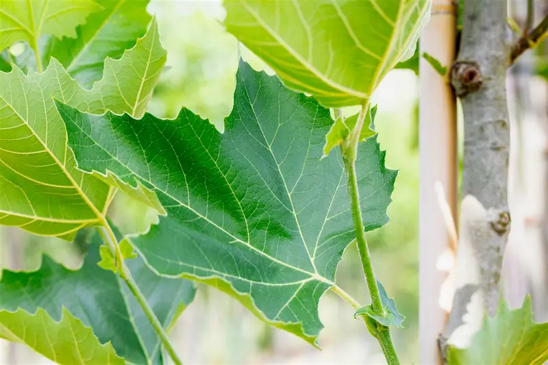 platanus hispanica (acerifolia) 10/12 - afbeelding 5