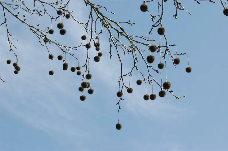 platanus hispanica (acerifolia) 10/12 BW DAKVORM - afbeelding 1