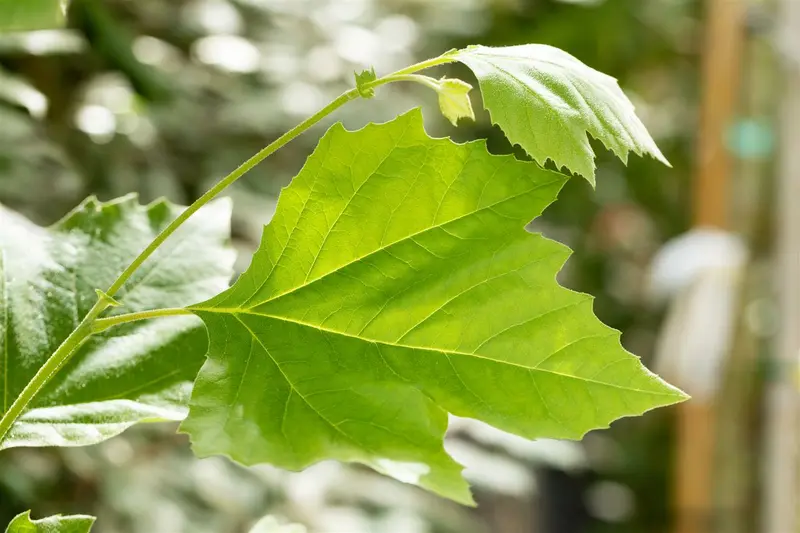 platanus hispanica (acerifolia) 10/12 BW VRGL - afbeelding 2