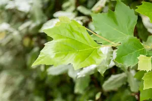 platanus hispanica (acerifolia) 10/12 BW VRGL - afbeelding 3