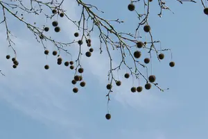 platanus hispanica (acerifolia) 10/12 BW VRGL - afbeelding 1