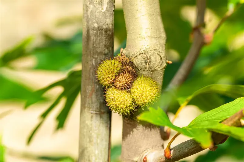 platanus orient. 'minaret' (HOcm) - afbeelding 1