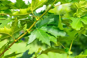 platanus orient. 'minaret' (HOcm) - afbeelding 2